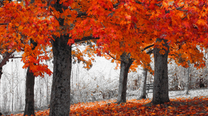 Tree Fall Foliage Orange Color Selective Color 2667x2000 Wallpaper