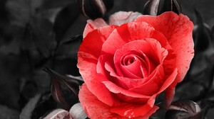 Flower Red Rose 1600x1200 Wallpaper