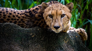 Animal Cheetah 2000x1333 Wallpaper