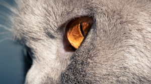 Cats Cat Eyes Feline Mammals Animals Nature Closeup Fur 3180x998 Wallpaper