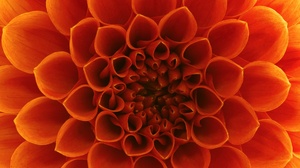 Flower Close Up Orange Flower 1920x1080 Wallpaper