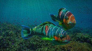 Fish Underwater Sea Water Animals Nature Minimalism Simple Background 3840x2160 Wallpaper