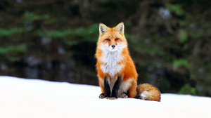 Animal Depth Of Field Fox Red Fox Snow Wildlife Winter 1920x1080 Wallpaper