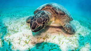 Sand Sea Life Turtle Underwater 4072x2704 Wallpaper