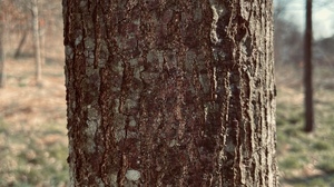 Nature Forest Trees Bark 3024x4032 Wallpaper