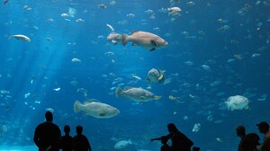 Seafood Fish Fish Tank Animals Aquarium 3264x2448 Wallpaper