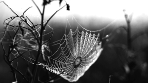 Spiderwebs Low Saturation Branch 3840x2160 Wallpaper