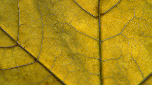 Nature Leaves Macro Closeup Structure Fallen Leaves 3240x1819 Wallpaper