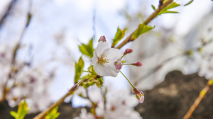 Blossoms Nature Spring Plants Flowers Branch 7360x4912 Wallpaper