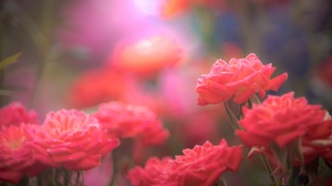Flowers Plants Colorful Red Flowers 2048x1365 Wallpaper