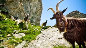 Animal Goat 1366x768 Wallpaper