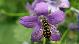 Animals Nature Depth Of Field Closeup Insect Green Background Purple Flowers Plants Bees Flowers 3840x2160 Wallpaper