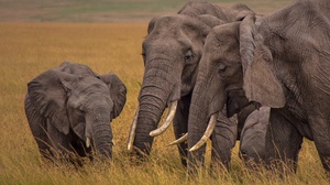 Animal African Bush Elephant 2048x1377 Wallpaper