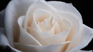Close Up Flower White Rose 2048x1367 Wallpaper