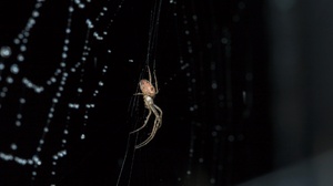 Macro Spider Spider Web 2560x1707 Wallpaper