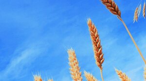Nature Seasons Portrait Display Wheat Landscape Vertical Sky 1080x2337 Wallpaper