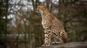 Animal Cheetah 2700x1800 Wallpaper