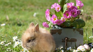 Baby Animal Flower Rabbit 4055x2889 Wallpaper
