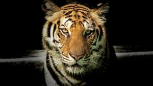 Animal Tiger 2400x1475 wallpaper