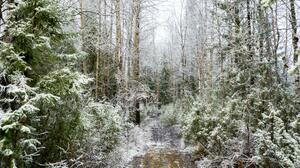 Snow Path Trees Frost Nature Forest 5974x3797 Wallpaper
