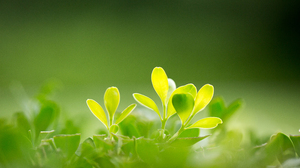 Leaf Macro Sprout Plant Greenery 4096x2731 Wallpaper