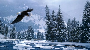 Bald Eagle Flight Forest Snow Winter 4416x2205 Wallpaper