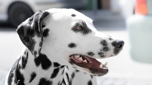 Dalmatian Dog Pet 4288x2848 Wallpaper