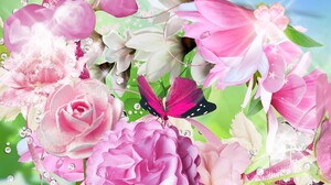 Butterfly Flower Peony Pink Flower Rose 1920x1080 Wallpaper