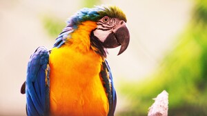 Bird Blue And Yellow Macaw Macaw 5184x2929 Wallpaper