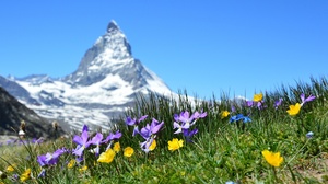 Nature Landscape Mountains Switzerland Matterhorn Depth Of Field Flowers Grass Snowy Peak Summer Cle 1920x1080 Wallpaper