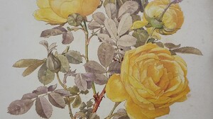 Rose Plants Watercolor Traditional Art Artwork Yellow Leaves Portrait Display Flowers 2916x3868 Wallpaper