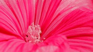 Petal Pink Flower 3840x2400 Wallpaper