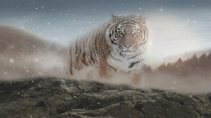 Tiger 1920x1080 wallpaper