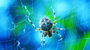 Macro Spider Web 2880x1924 Wallpaper