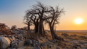 Botswana Africa Nature Landscape Sun Trees 3397x1707 Wallpaper