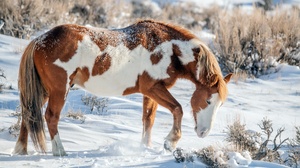 Animals Horse Mammals Winter Snow Outdoors Nature 3840x2160 Wallpaper