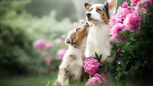 Baby Animal Depth Of Field Dog Flower Peony Pet Pink Flower Puppy 2048x1366 Wallpaper