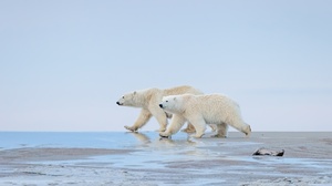 Animal Polar Bear 2400x1600 Wallpaper