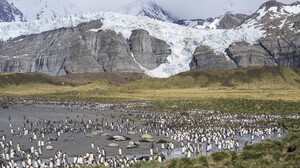 Nature Landscape Antarctic Penguins 1920x1080 Wallpaper