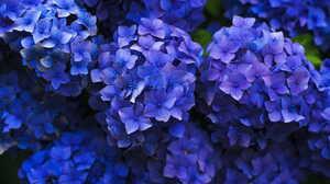 Nature Plants Trees Growth Purple Flower Purple Flowers Flowers Blue Flowers Garden Hydrangea Closeu 5616x3744 Wallpaper
