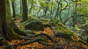 Fall England Forest Moss Nature Peak District National Park Roots Stone Tree 3840x2400 Wallpaper