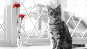 Cat Selective Color Red Flower 6000x4000 Wallpaper