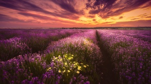 Field Sunset Purple Flower 2048x1365 Wallpaper