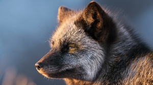 Silver Fox Animal Wildlife 2048x1365 Wallpaper
