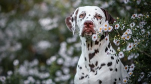 Dalmatian Dog Pet 2048x1365 Wallpaper