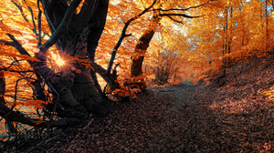 Fall Foliage Forest Path Sunset Orange Color 3500x1646 Wallpaper