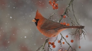 Winter Berry Bird Branch 4692x3128 Wallpaper
