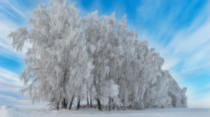 Frost Snow Tree 3840x2400 Wallpaper