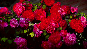 Earth Flower Peony Purple Flower Red Flower Rose 3888x2592 Wallpaper