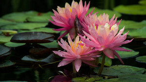 Close Up Flower Lotus Nature Pink Flower 2048x1370 Wallpaper